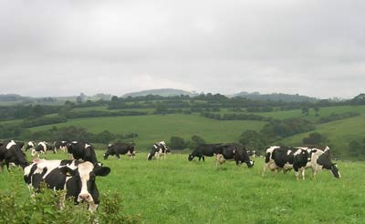 Cows