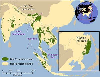 Tiger distribution
