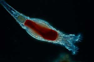 Rotifer