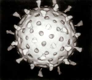 Rotavirus