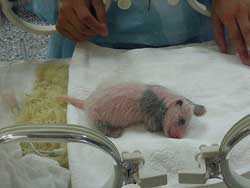 Panda Cub