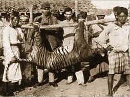 Balinese Tiger